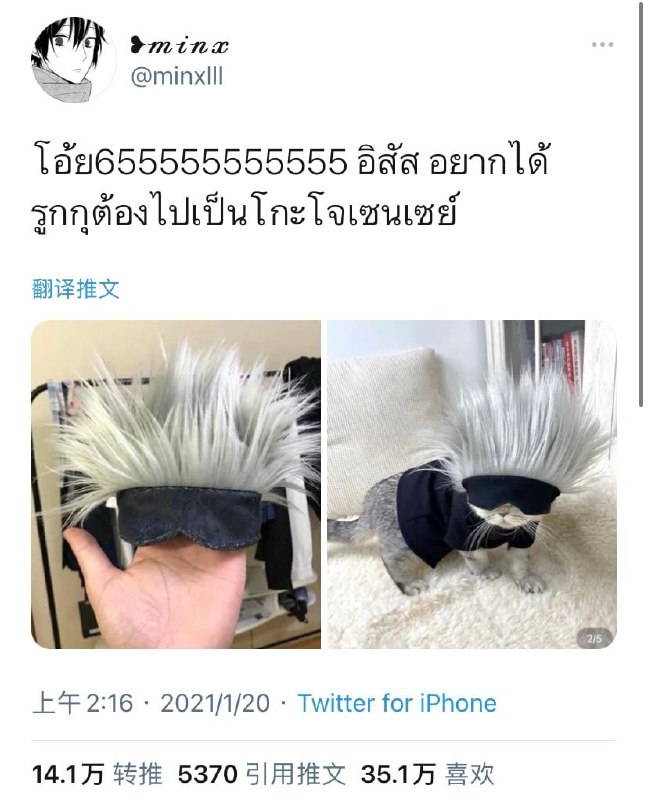 什么五条猫什么五条猫
