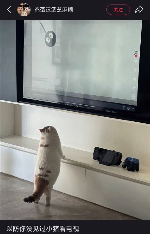 🐽#猫猫