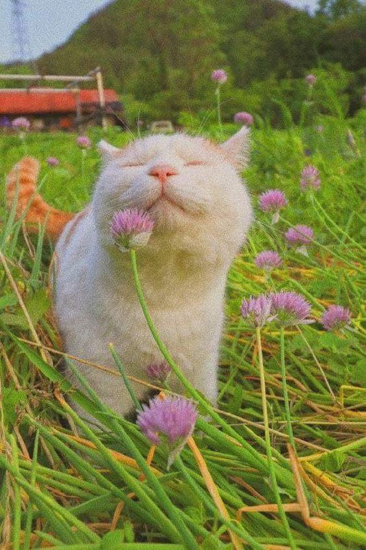 春天的猫猫  #猫猫春天的猫猫  #猫猫