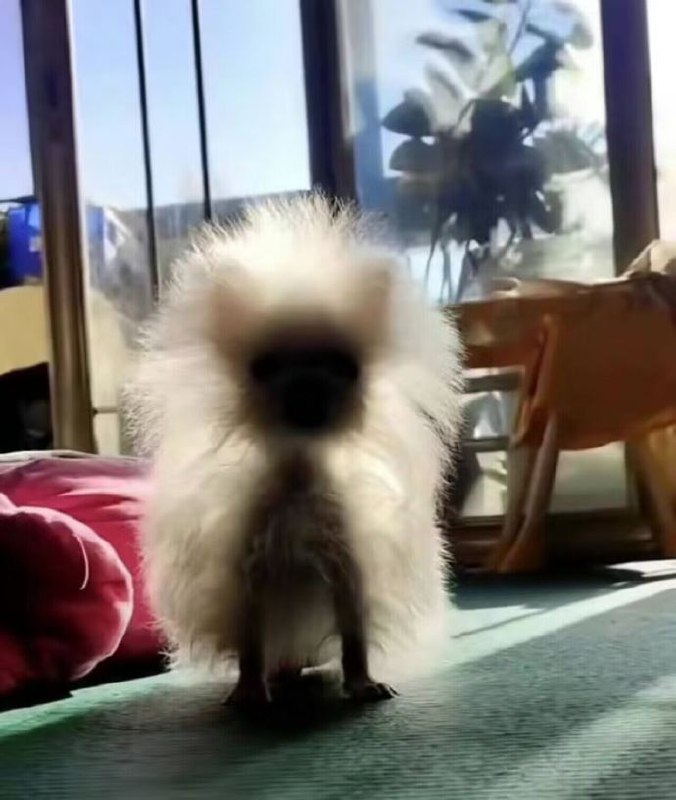 #狗狗