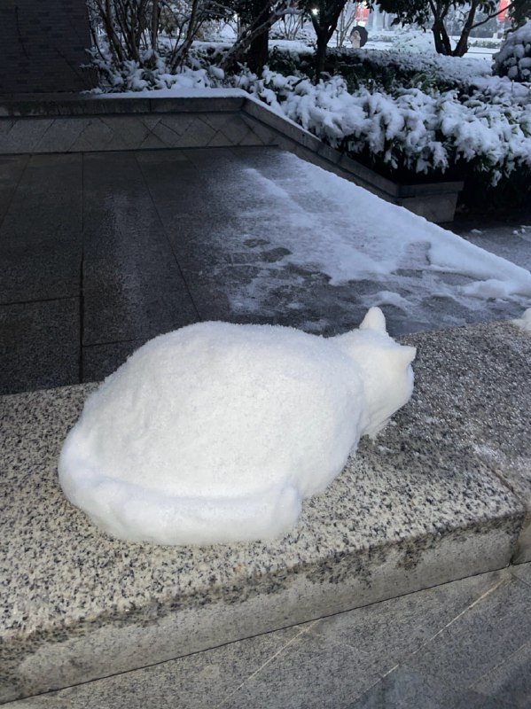#猫猫 ⛄️#猫猫 ⛄️