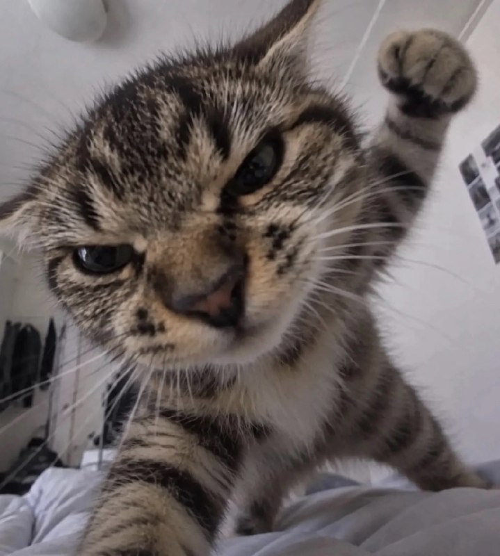 👊🏻#猫猫
