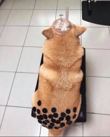 #狗狗 珍珠奶茶#狗狗 珍珠奶茶