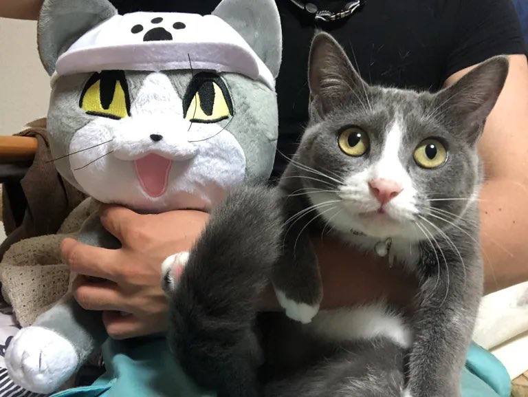 #猫猫