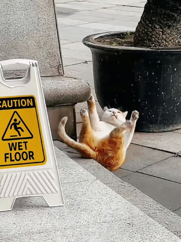 #猫猫