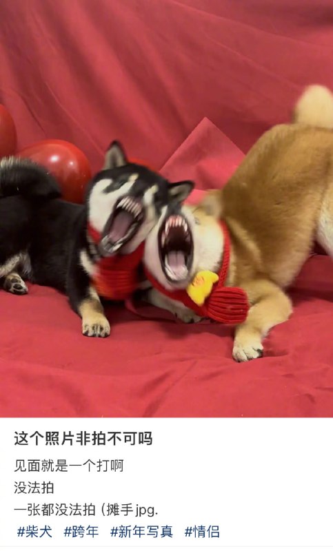 #狗狗