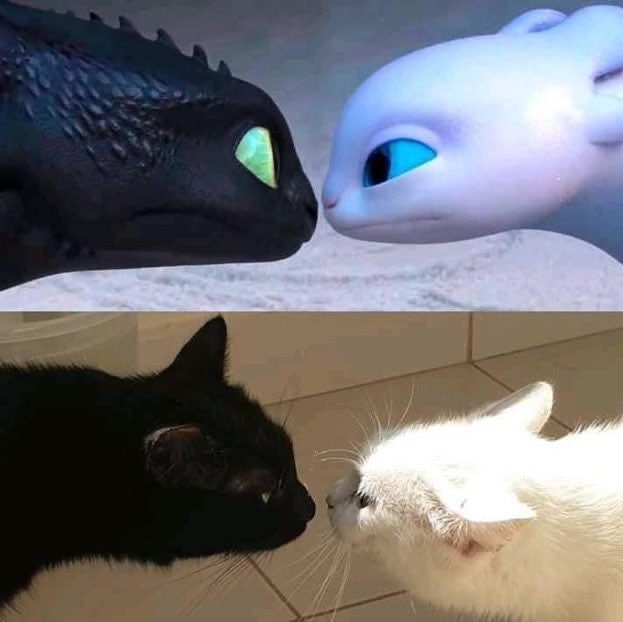 #猫猫