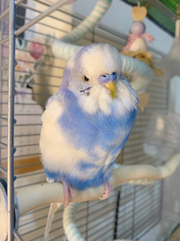 一些鹦鹉🦜一些鹦鹉🦜