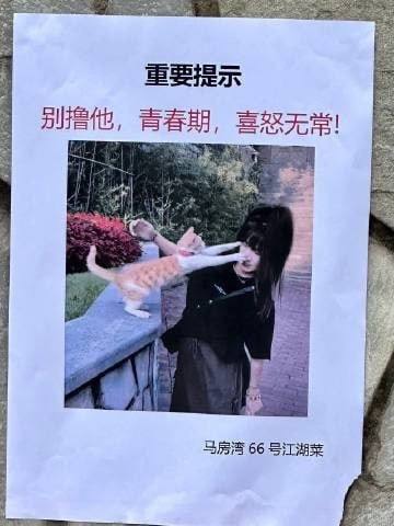 #猫猫#猫猫