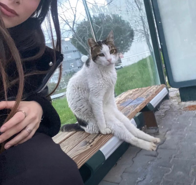 #猫猫