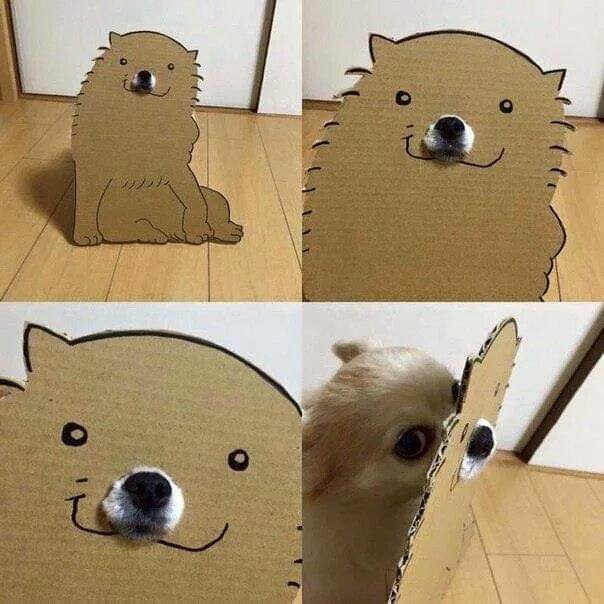 #狗狗