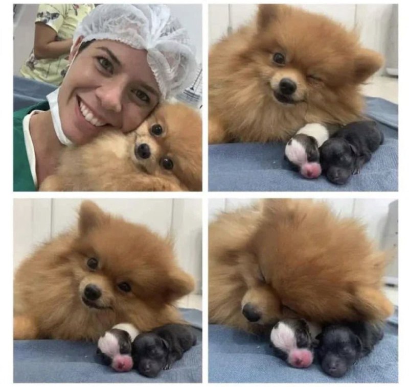 #狗狗 🥰
