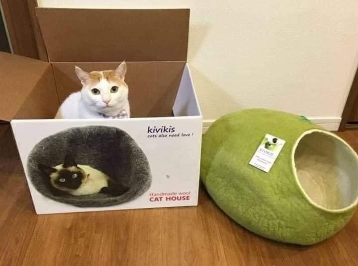 #猫猫 😅