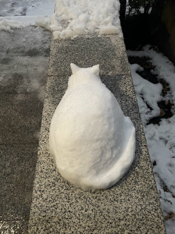 #猫猫 ⛄️#猫猫 ⛄️