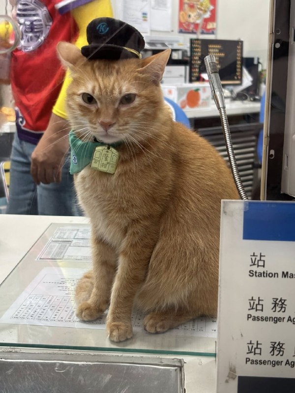 #猫猫#猫猫