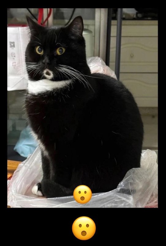 #猫猫