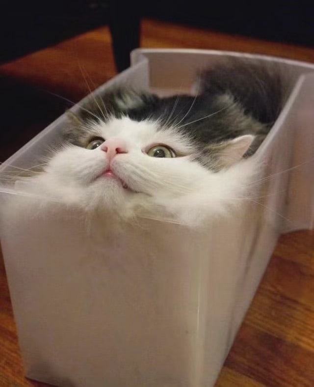 #猫猫#猫猫