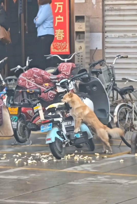 看它笑得多开心啊😁看它笑得多开心啊😁
