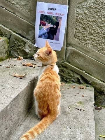 #猫猫#猫猫