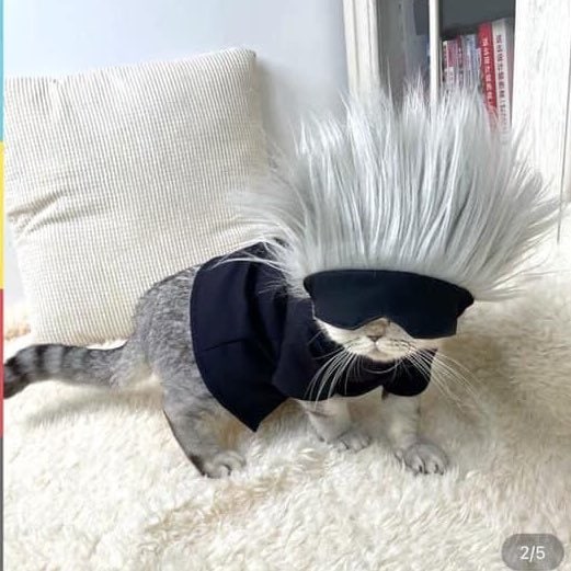 什么五条猫什么五条猫