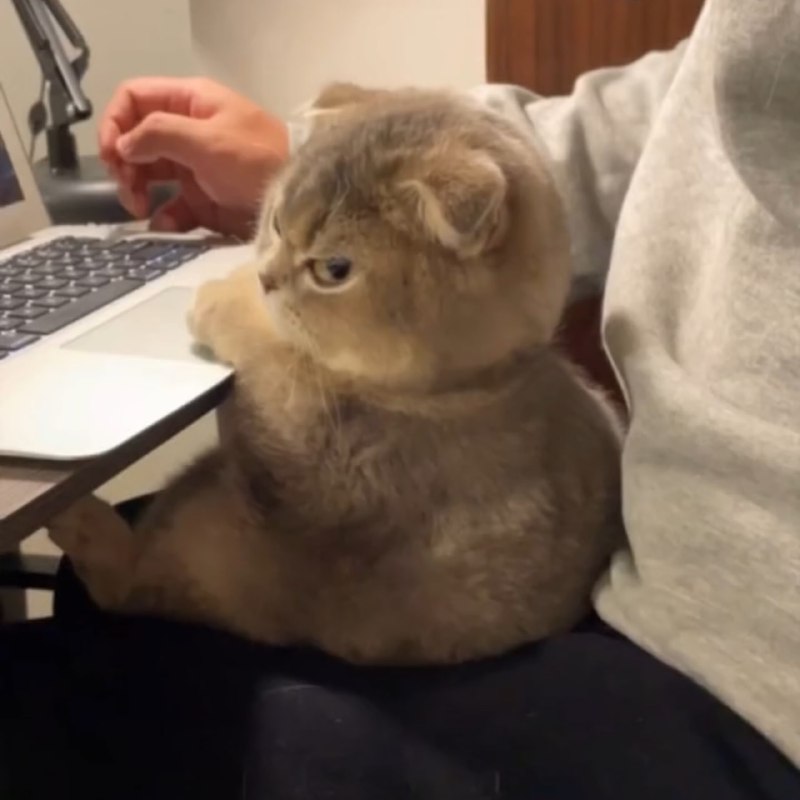 #猫猫#猫猫