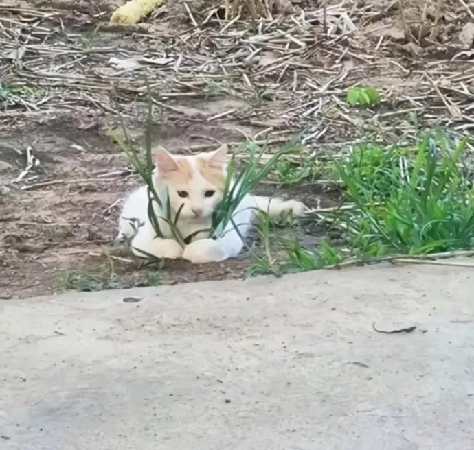 握草小猫#猫猫