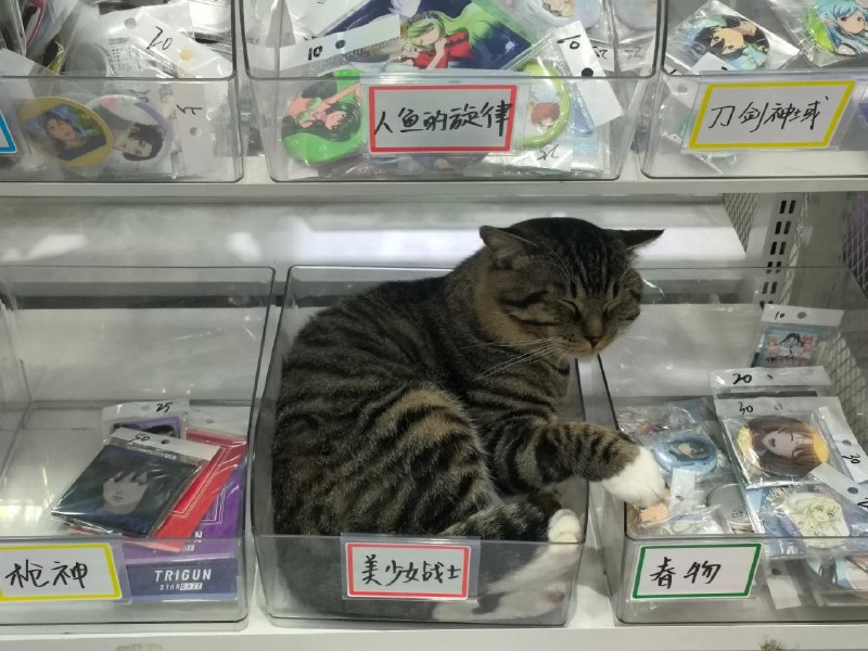 美少女战士喵#猫猫