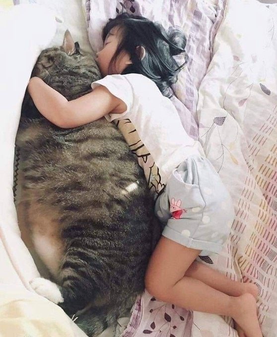 #猫猫 抱枕
