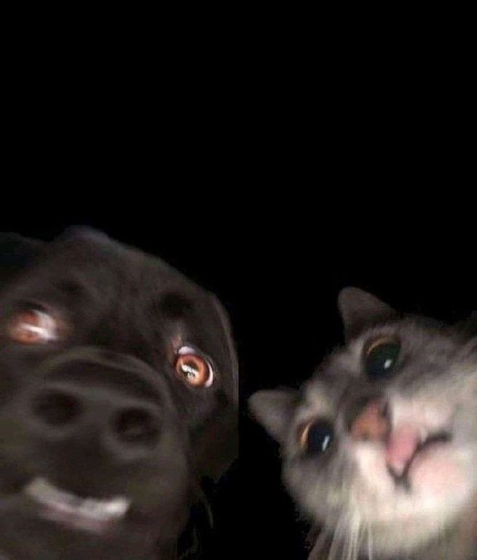 #猫猫 #狗狗 自拍