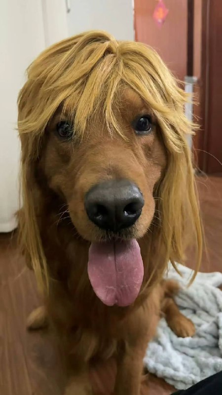 #狗狗#狗狗