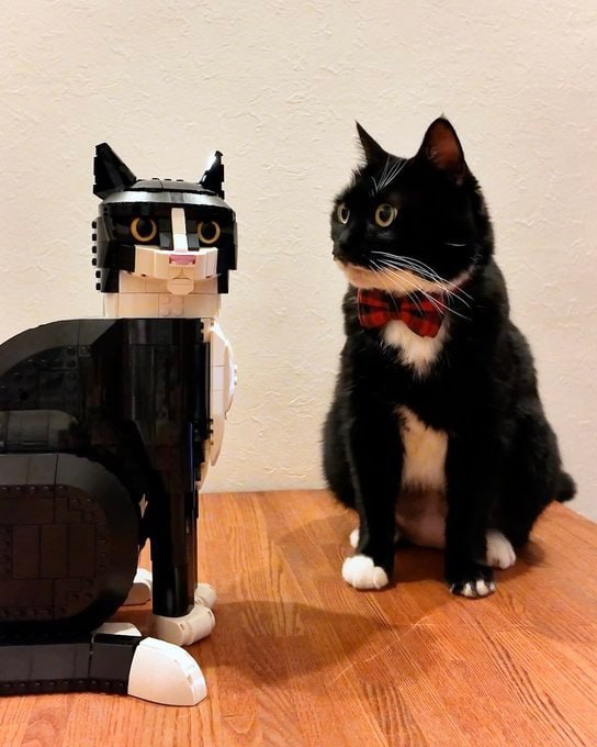 #猫猫#猫猫