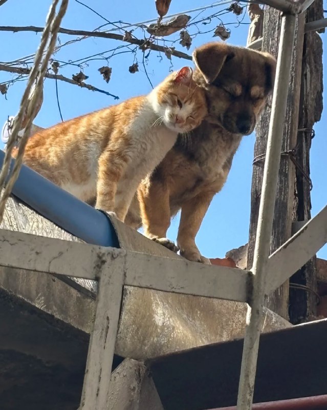 #猫猫 #狗狗