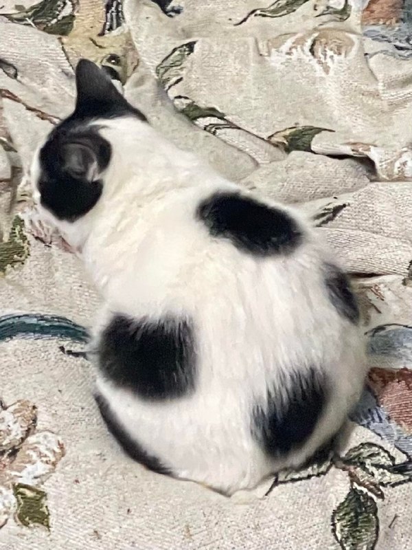足球喵⚽️#猫猫足球喵⚽️#猫猫