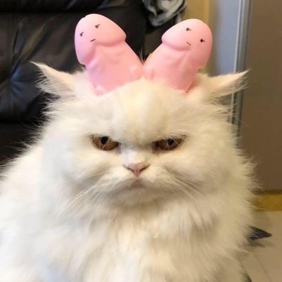 #猫猫#猫猫