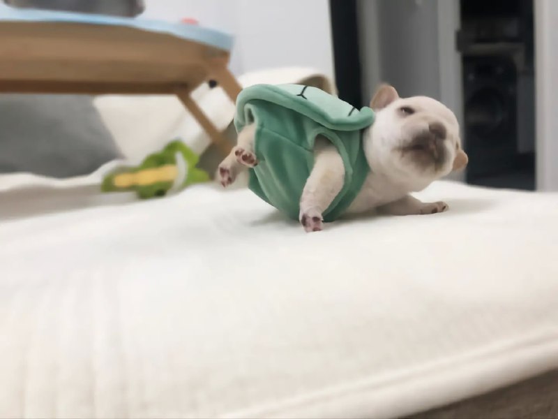 #狗狗#狗狗