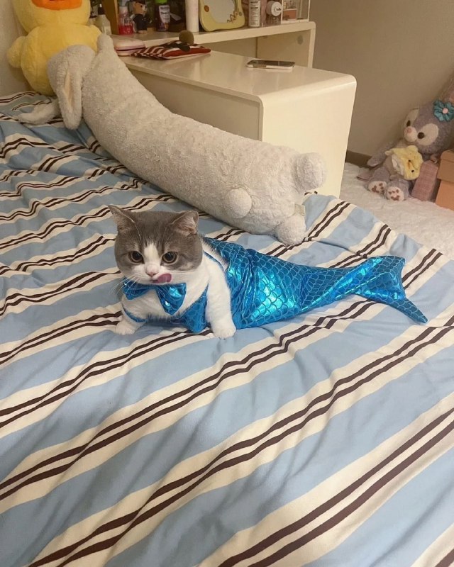 #猫猫