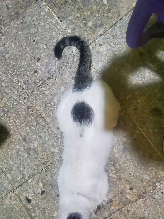 ？ #猫猫
