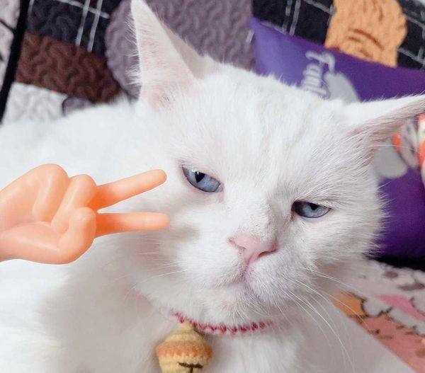 #猫猫