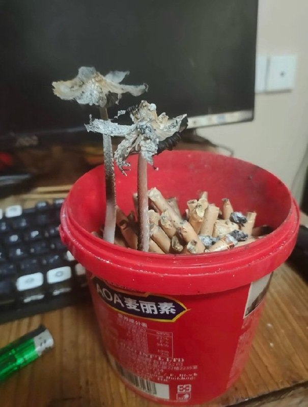 尼古苗苗？🙃尼古苗苗？🙃