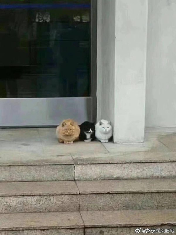 橘猫能有什么坏心思呢……橘猫能有什么坏心思呢……
