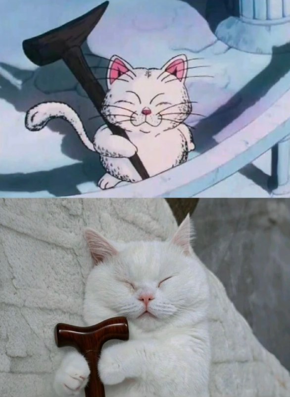 #猫猫