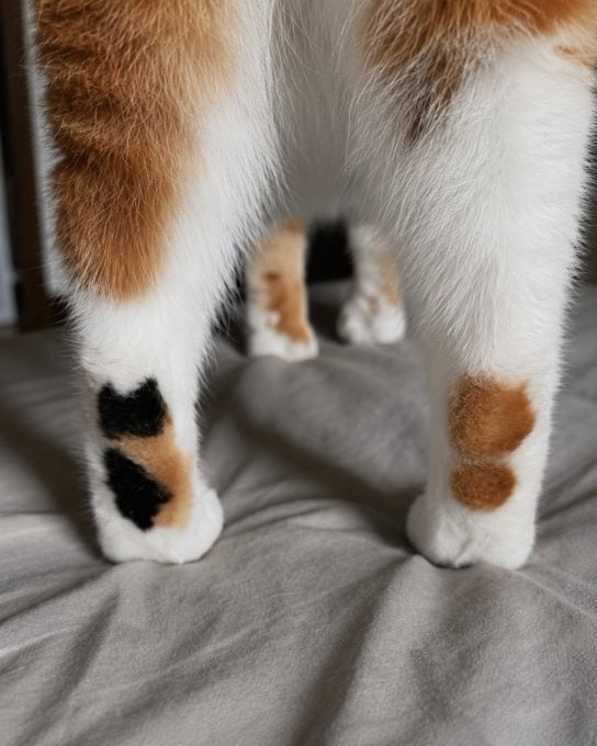 猫咪爪子上还有一只小猫😮#猫猫猫咪爪子上还有一只小猫😮#猫猫