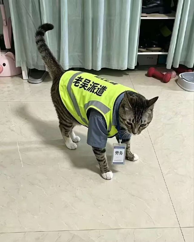 老吴！#猫猫