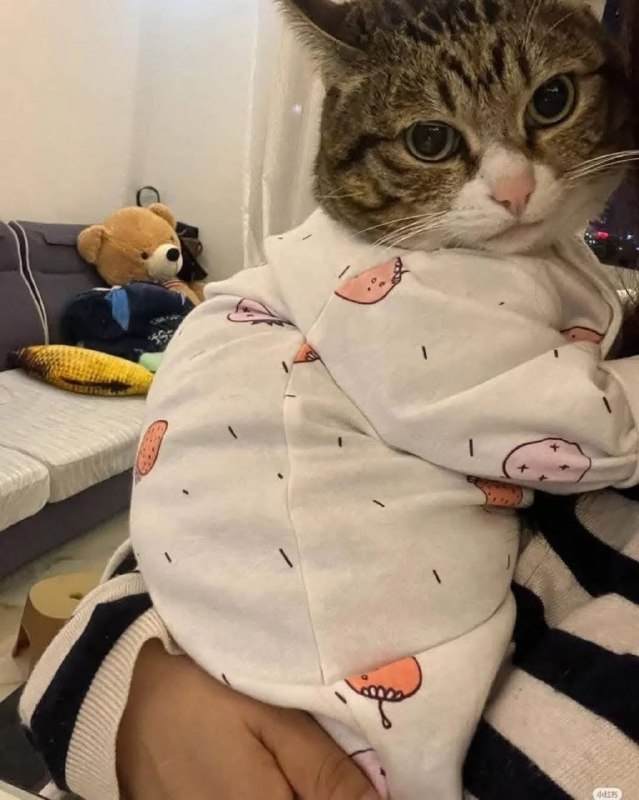 #猫猫