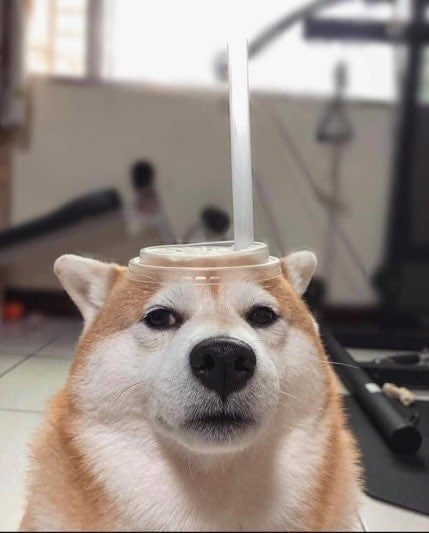 #狗狗 珍珠奶茶#狗狗 珍珠奶茶