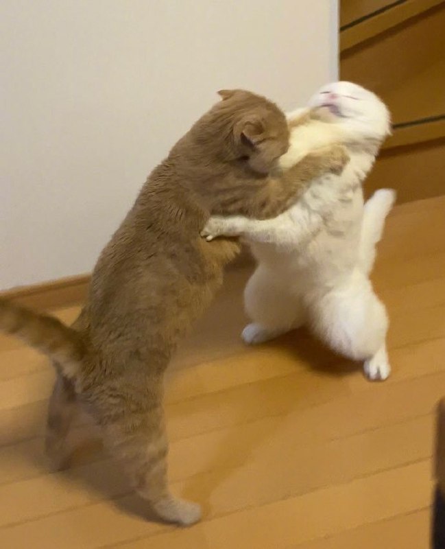 橘猫跟白猫打架，结果白猫被打得脸都快变形了！#猫猫橘猫跟白猫打架，结果白猫被打得脸都快变形了！#猫猫