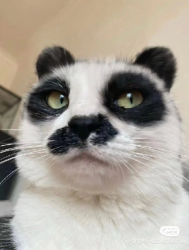 #猫猫