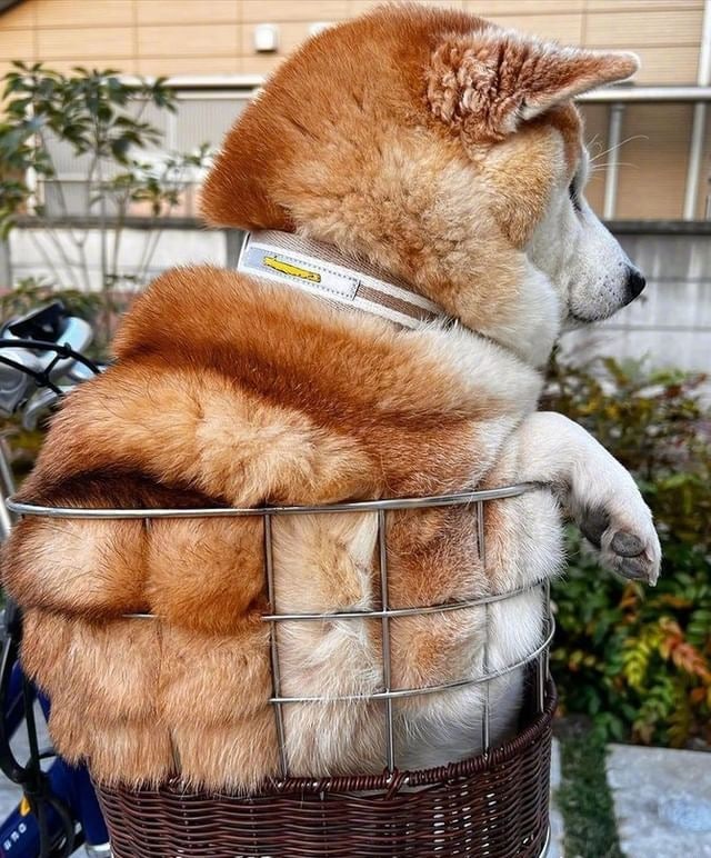 菠萝包柴柴……菠萝包柴柴……