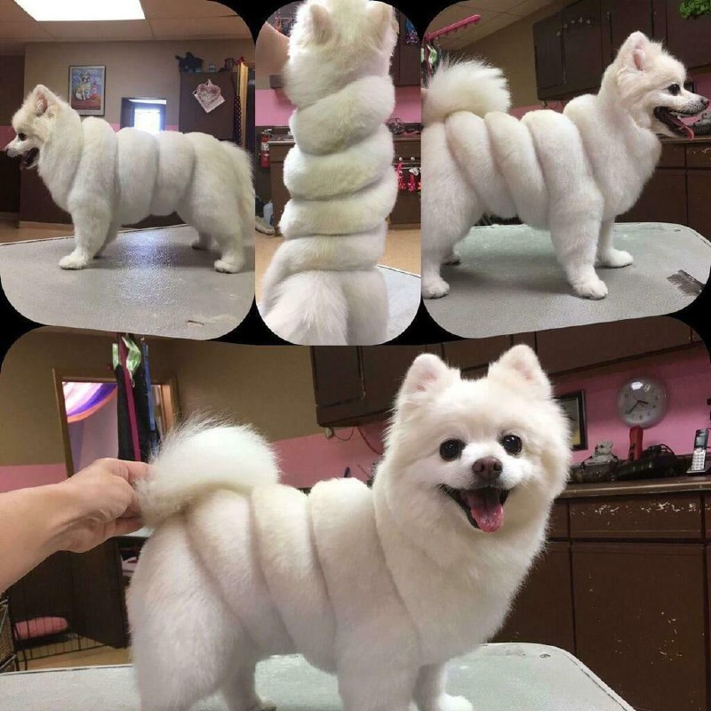 米其林？#狗狗