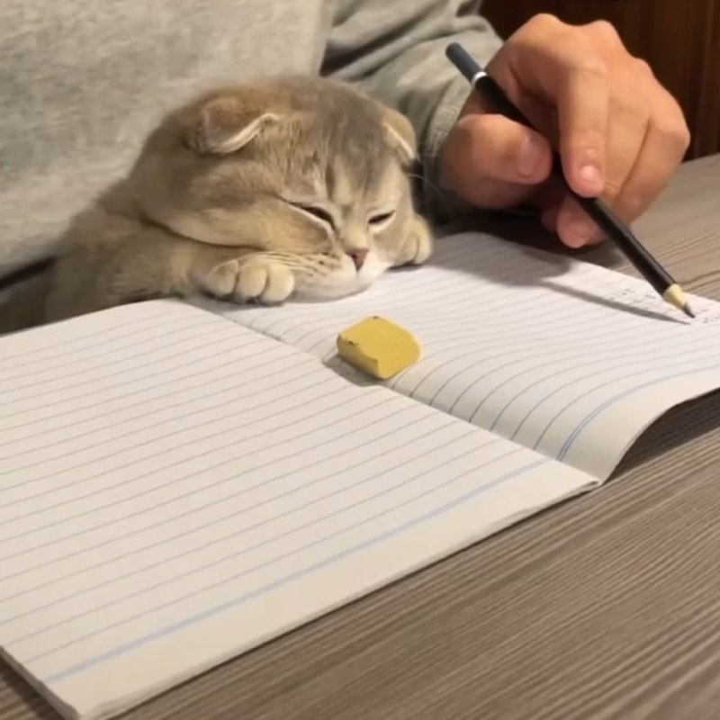 #猫猫#猫猫